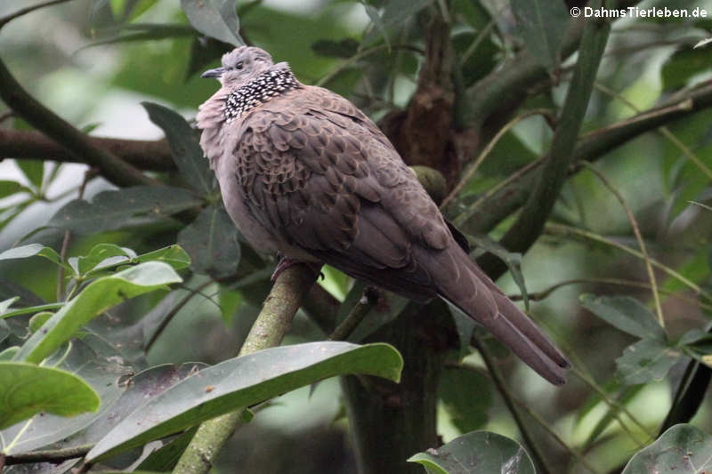 Streptopelia chinensis