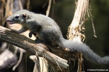 Nördliches Spitzhörnchen (Tupaia belangeri) im Tiergarten Schönbrunn