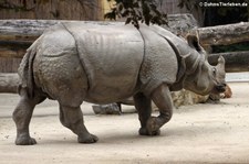 Panzernashorn (Rhinoceros unicornis) im Tiergarten Schönbrunn, Wien