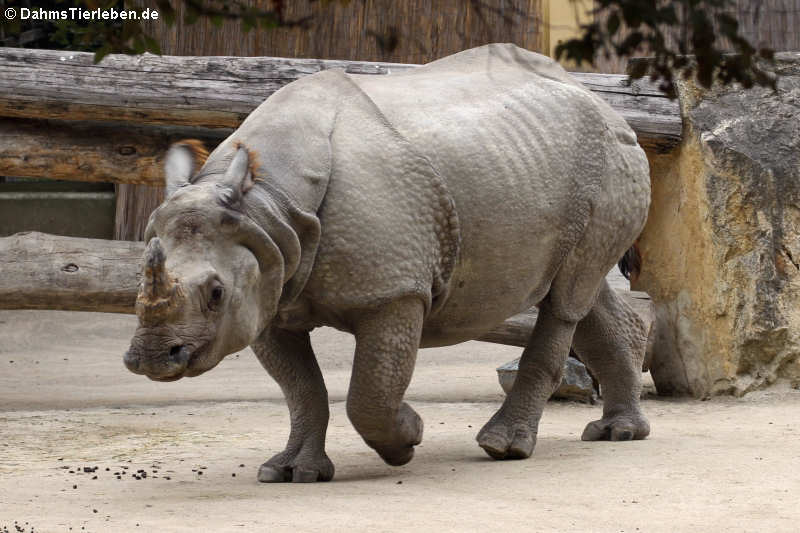 Panzernashorn Rhinoceros unicornis-6