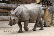 Panzernashorn (Rhinoceros unicornis) im Tiergarten Schönbrunn, Wien