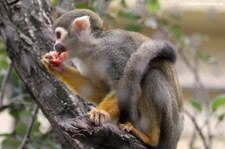 Gewöhnlicher Totenkopfaffe (Saimiri sciureus) im Tiergarten Schönbrunn