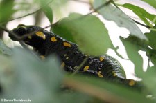 Feuersalamander (Salamandra salamandra) im Tiergarten Schönbrunn, Wien