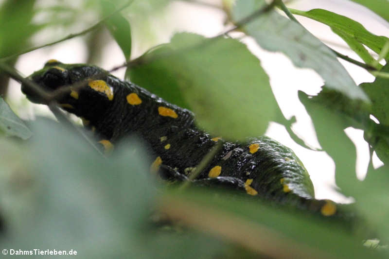 Feuersalamander (Salamandra salamandra)