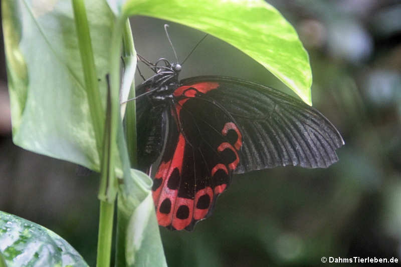 Scharlachroter Schwalbenschwanz (Papilio rumanzovia)