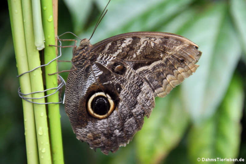 Caligo memnon