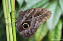 Caligo telamonius memnon