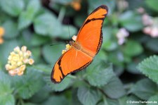 Julia Falter (Dryas iulia) im Schmetterlinghaus Wien