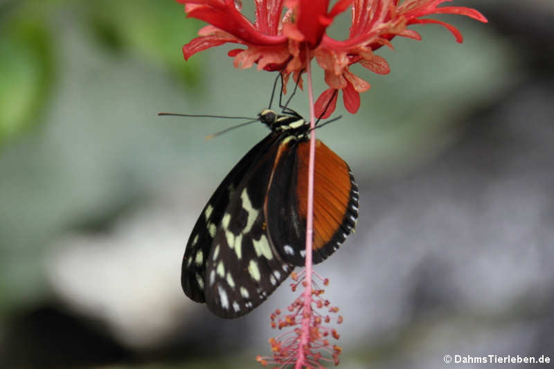 Tiger-Passionsblumenfalter (Heliconius hecale)