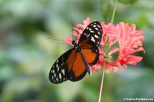 Tiger-Passionsblumenfalter (Heliconius hecale) im Schmetterlinghaus Wien