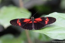 Heliconius melpomene im Schmetterlinghaus Wien