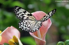 Weiße Baumnymphe (Idea leuconoe) im Schmetterlinghaus Wien