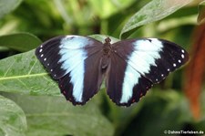 Morpho achilles im Schmetterlinghaus Wien