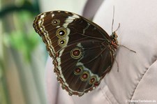 Morpho achilles im Schmetterlinghaus Wien