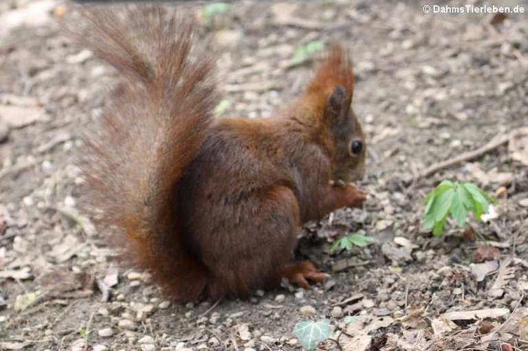 Sciurus vulgaris fuscoater