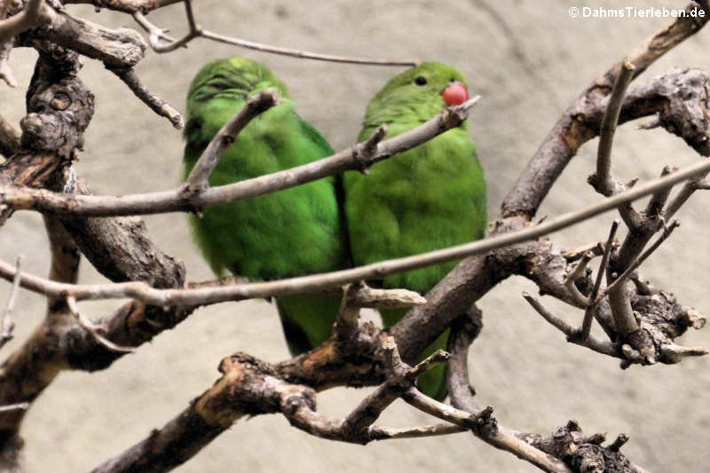 Tarantapapageien Agapornis taranta-1