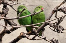 Tarantapapagei (Agapornis taranta) im Tiergarten Schönbrunn