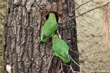 Tarantapapagei (Agapornis taranta) im Tiergarten Schönbrunn