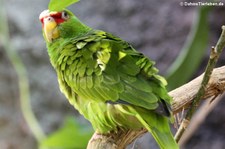 Weißstirnamazone (Amazona albifrons) im Tiergarten Schönbrunn, Wien