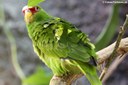 Amazona albifrons