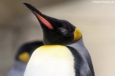 Königspinguin (Aptenodytes patagonicus) im Tiergarten Schönbrunn, Wien