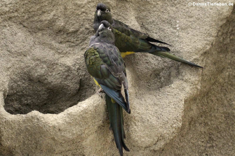 Felsensittiche (Cyanoliseus patagonus)