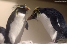 Nördliche Felsenpinguine (Eudyptes moseleyi) im Tiergarten Schönbrunn, Wien