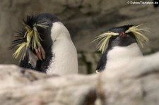 Nördliche Felsenpinguine (Eudyptes moseleyi) im Tiergarten Schönbrunn, Wien