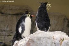 Nördliche Felsenpinguine (Eudyptes moseleyi) im Tiergarten Schönbrunn, Wien