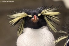 Nördlicher Felsenpinguin (Eudyptes moseleyi) im Tiergarten Schönbrunn, Wien