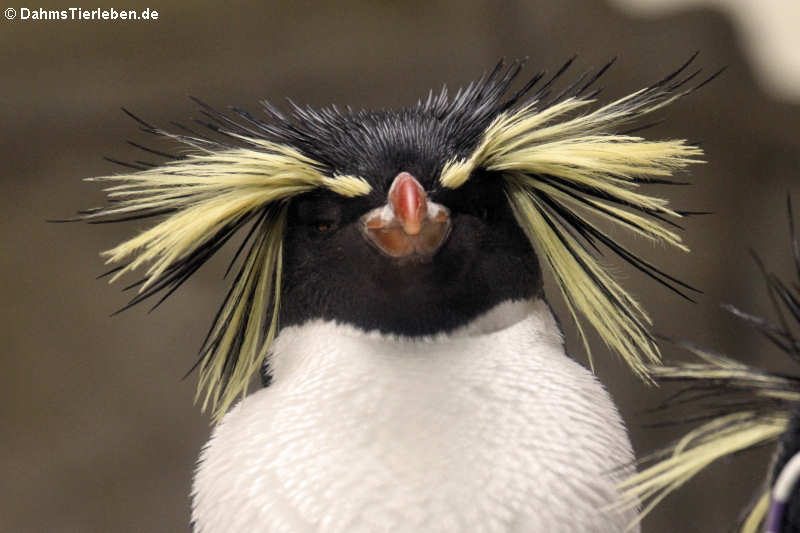 Felsenpinguin (Eudyptes moseleyi)