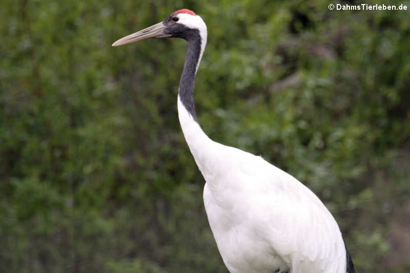 Mandschurenkranich (Grus japonensis) 