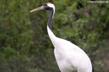 Mandschurenkranich (Grus japonensis) im Tiergarten Schönbrunn, Wien