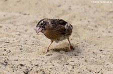 Hausgimpel (Haemorhous mexicanus) im Tiergarten Schönbrunn, Wien