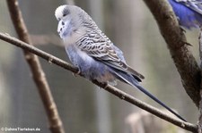 Wellensittich (Melopsittacus undulatus) im Tiergarten Schönbrunn, Wien