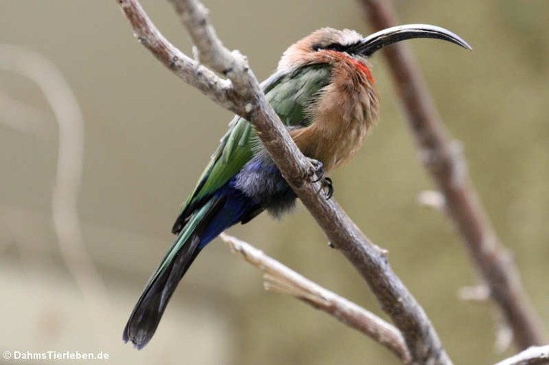 Merops bullockoides