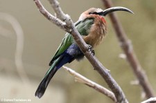 Weißstirnspint (Merops bullockoides) im Tiergarten Schönbrunn, Wien