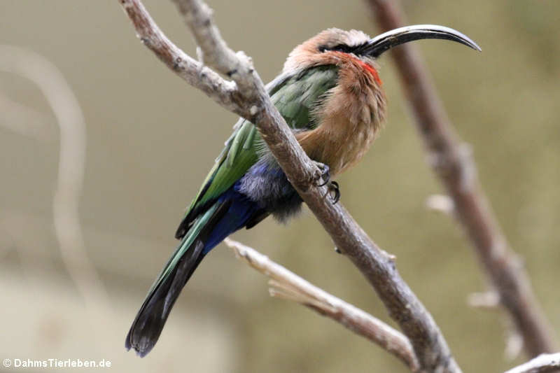 Merops bullockoides