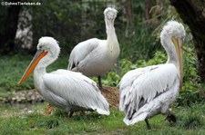 Krauskopfpelikane (Pelecanus crispus) im Tiergarten Schönbrunn, Wien