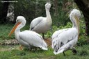 Pelecanus crispus