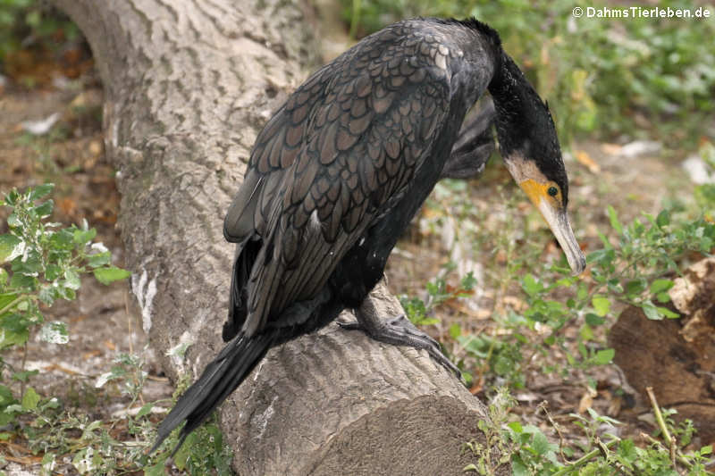 (Phalacrocorax carbo sinensis-1