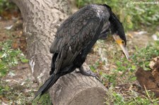 Großer Kormoran (Phalacrocorax carbo sinensis) in Schönbrunn, Wien