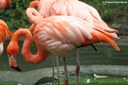 Phoenicopterus ruber ruber