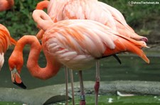 Rote Flamingos (Phoenicopterus ruber ruber) im Tiergarten Schönbrunn, Wien