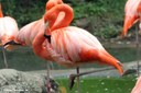 Phoenicopterus ruber