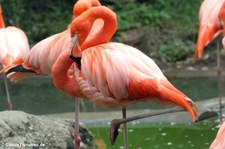 Rote Flamingos (Phoenicopterus ruber ruber) im Tiergarten Schönbrunn, Wien