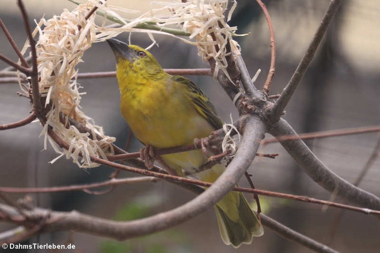 Ploceus cucullatus