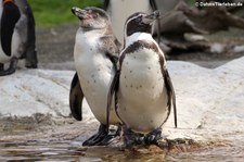 Humboldtpinguine (Spheniscus humboldti) im Tiergarten Schönbrunn, Wien