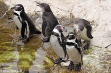 Humboldtpinguine (Spheniscus humboldti) im Tiergarten Schönbrunn, Wien