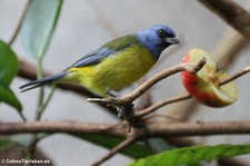 Furchentangare (Thraupis bonariensis) im Tiergarten Schönbrunn